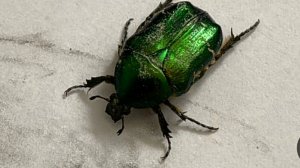 3 мин шортах?