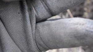 Серебряное кольцо и монеты в деревенском овраге.Search with DEUS 2. Found a silver ring and coins