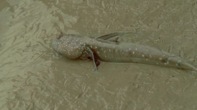 Царство кораллов смотреть онлайн