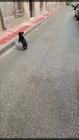 Сам себе навёл суеты