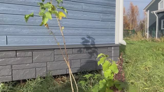 Сажаем растения из Белоостровского питомника / Покупки для дачи