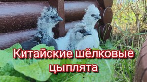 Китайские шёлковые цыплята, куры.