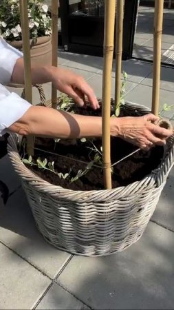 Как сделать опору для гороха