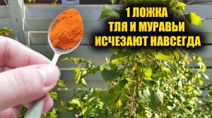 Всего одна ложка - и тля с муравьями навсегда покинут ваш огород и сад.