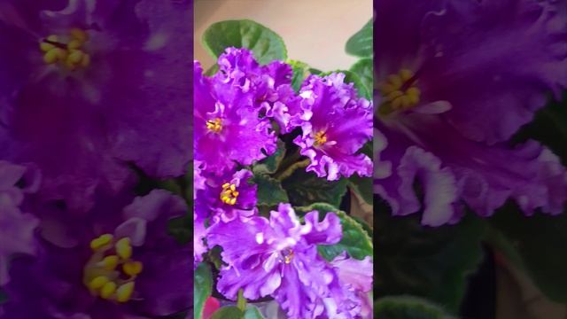 Цветущая Фиалка РМ-Хрустальный Водопад!
