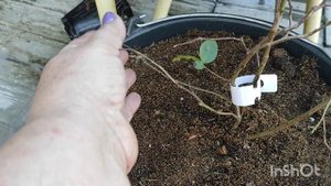 Голубика. Попытка номер...последняя.