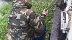 привоз африканского сома на малый водоём