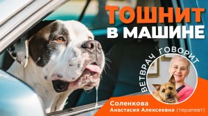 Собаку укачивает в машине