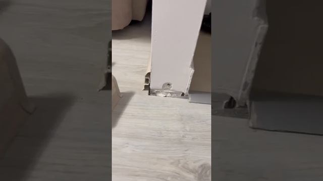 Попугай разбойник