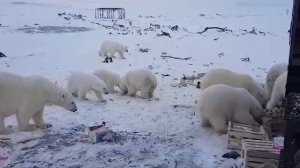 Наши соседи-Белые Медведи !