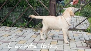 lavinta ibiza 3,5 месяца свободна