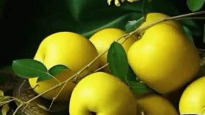 ИЮЛЬ--ЛЕВ(таро)