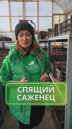 Почему саженцы приходят без листьев? 🌱