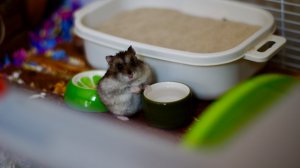 Голди , такой забавный носик