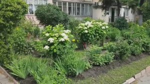 250627 Палисадник Тамары Михайловны улица Октябрьская Цветы растения шмел Цветник Клумба город Орёл
