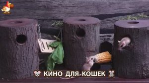 Видео для кошек про крысок развлекать питомцев 🐭🐀😂 (175)