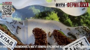 МУРА-ферма LIVE.Бункер 57.Муравьиная ферма!Муравьи Жнецы.+радио "Мураши LIVE".