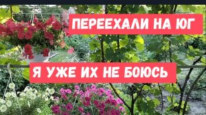 #47🌷25 июня/Я уже их не боюсь/Запеканка из кабачков/В этом году все по-другому