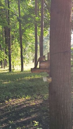 Незнакомая белка слушает
