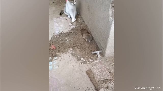 Топ самых смешных животных недели