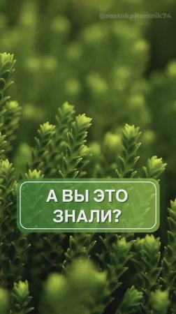 Интересные факты о ваших растениях 💚