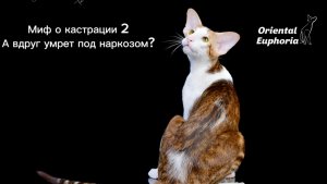 Миф о кастрации 2
А вдруг умрет под наркозом?