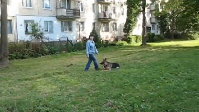 Собачий рок-н-ролл.mpg смотреть онлайн