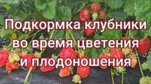 ПОДКОРМКА КЛУБНИКИ ВО ВРЕМЯ ЦВЕТЕНИЯ И ПЛОДОНОШЕНИЯ