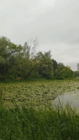 Серебряный бор и Живописный мост

#СвароговВидео #СвароговПрирода  #СеребрянныйБор #Строгино