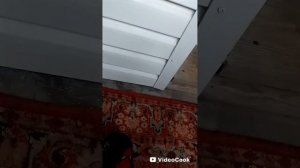 милый котик 46 серия