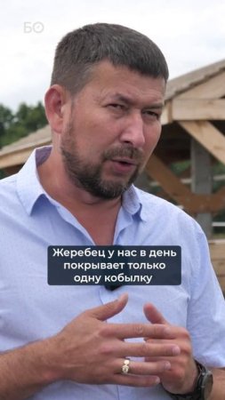 Покрытие кобыл редчайших пород ручным методом