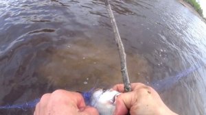 2-Я Проверка сеток.Устал рвать и выпутывать Морскую рыбу!Это я давненько так не заходил