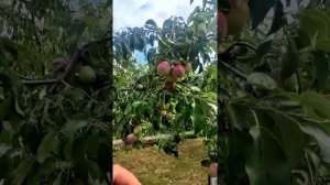 🍒Роскошь плодоносящего сада - Южная Сказка. Виктор Саликов. Переезд на Юг 🌴