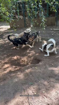 Заводилы нашего двора
