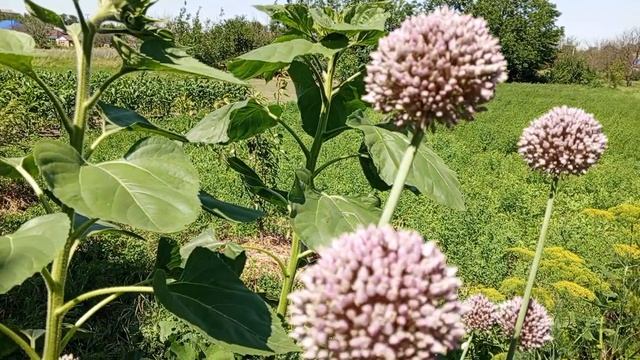 Не пора ли чеснок копать