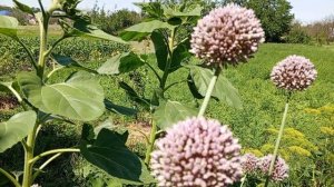 Не пора ли чеснок копать
