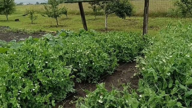 Землю-матушку напоили до пьяна. Новый канал.