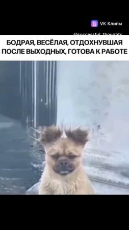 С понедельником 😆
#психология #юмор #шутка