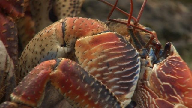 Галапагосы смотреть онлайн