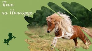 ПОНИ на Иппосфере: породный чемпионат "Пони шоу"