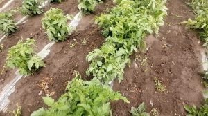 УРАГАН В САРАТОВСКОЙ ОБЛ. Дай бог чтобы все было хорошо.