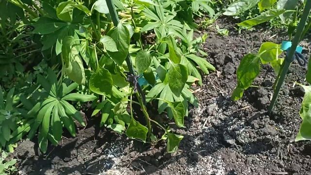 Посадка сладкого перца в открытый грунт – секреты хорошего урожая! 🌶️🌱