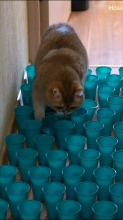 Смешные коты #63-1