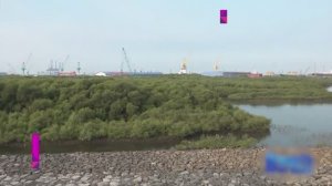 🌴В Индонезии восстанавливают уникальные мангровые леса