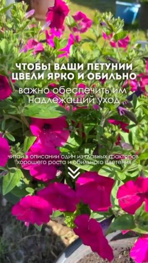 🌸 Для того чтобы ваши петунии цвели ярко и обильно, важно обеспечить им надлежащий уход.