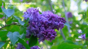 Привлечь любимую. Привлечь избранницу. [не магия] Скрытые аффирмации. Саблиминал