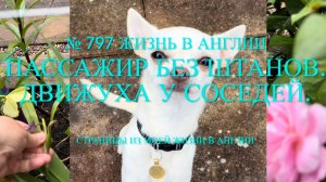 Пассажир без штанов. У соседей движуха. Строчи стену. № 797 Жизнь в Англии