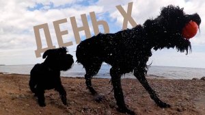 Цвергшнауцер Монти. Второй день рождения.