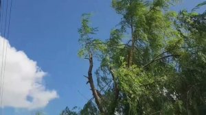 250627 Опиливание деревьев Бетонирование яблони Черешня Вишни Теплица Капелька помидор грядки огород