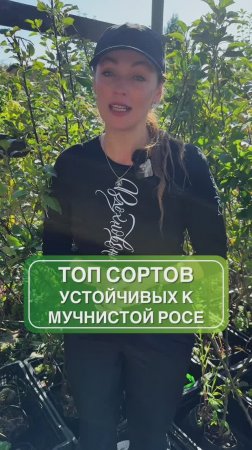 Растения с лучшим иммунитетом к мучнистой росе 🌱